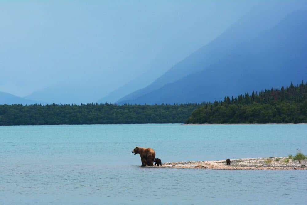 brown bears in alaska