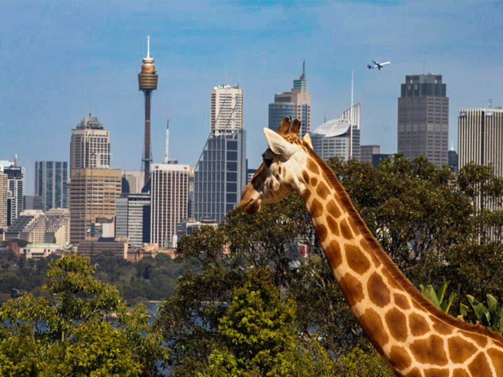 giraffe head with sydney skyline in background
