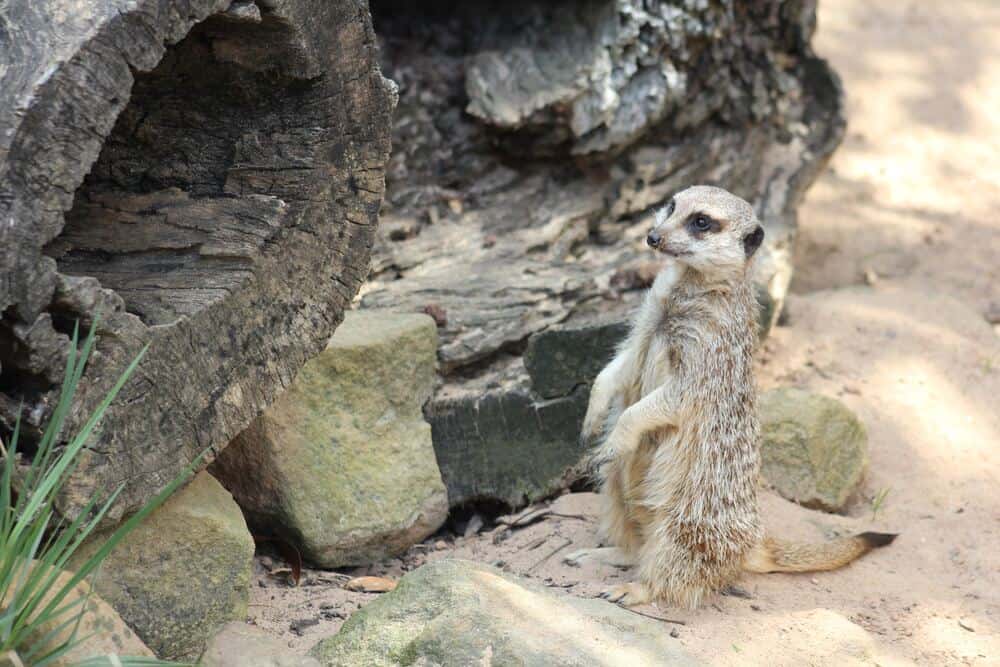 meerkat standing up on sand Taronga Zoo