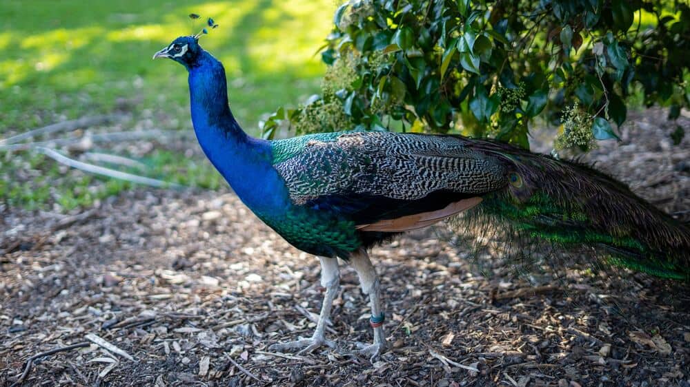peacock walking in park