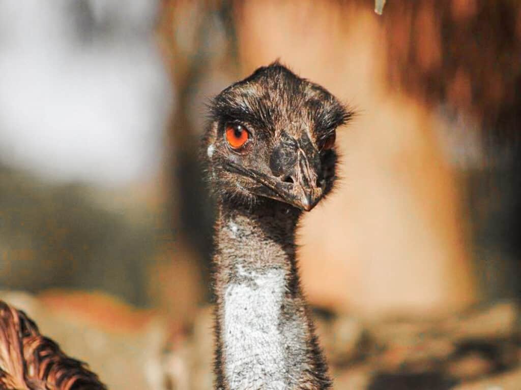 emu looking at camera