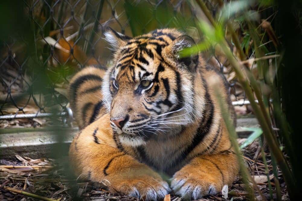 tiger Taronga Zoo