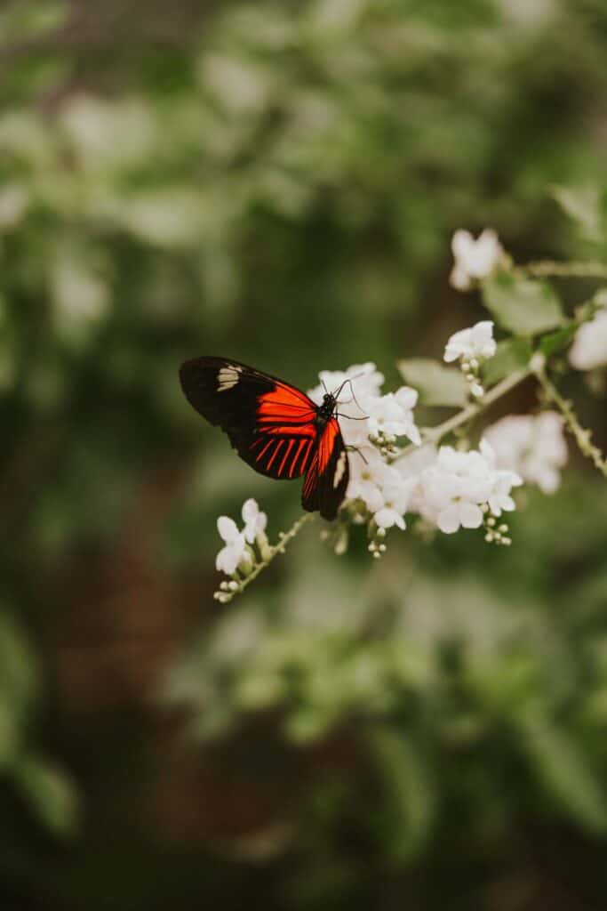 butterfly on flower 