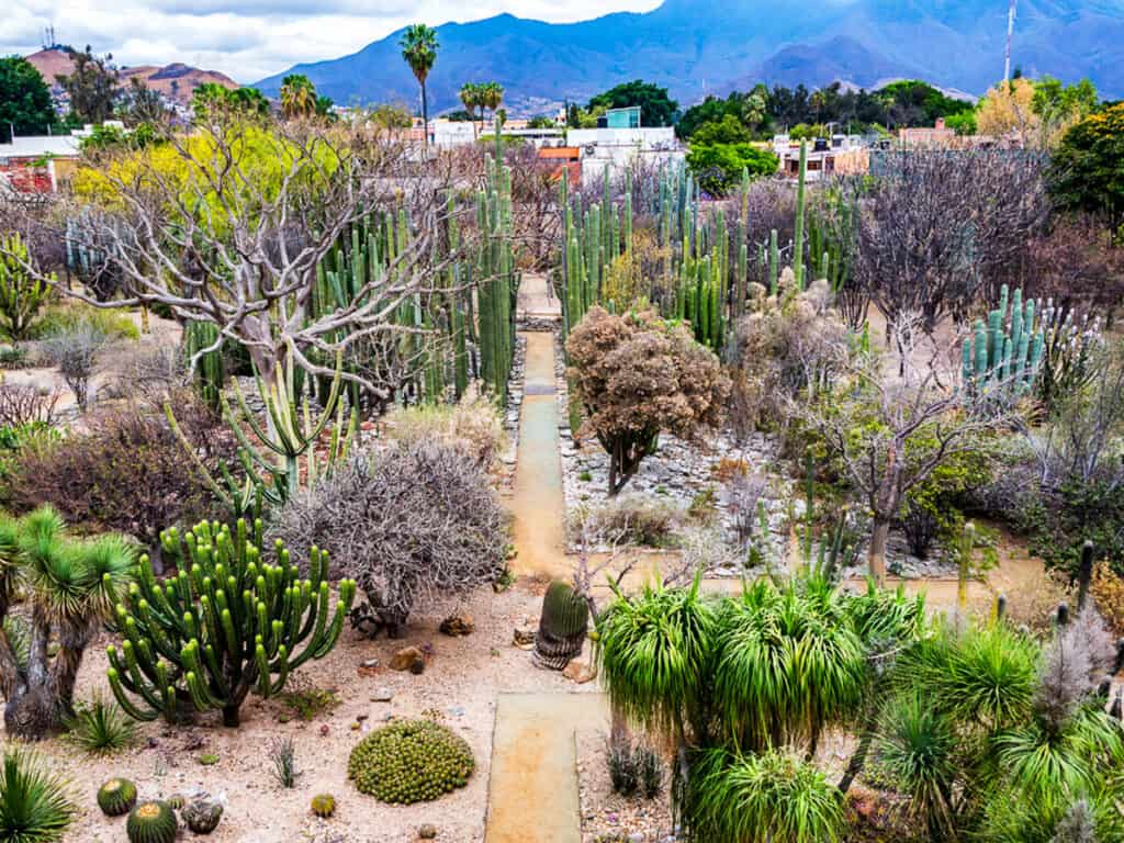 View of the ethnobotanical garden in Oaxaca, Mexico