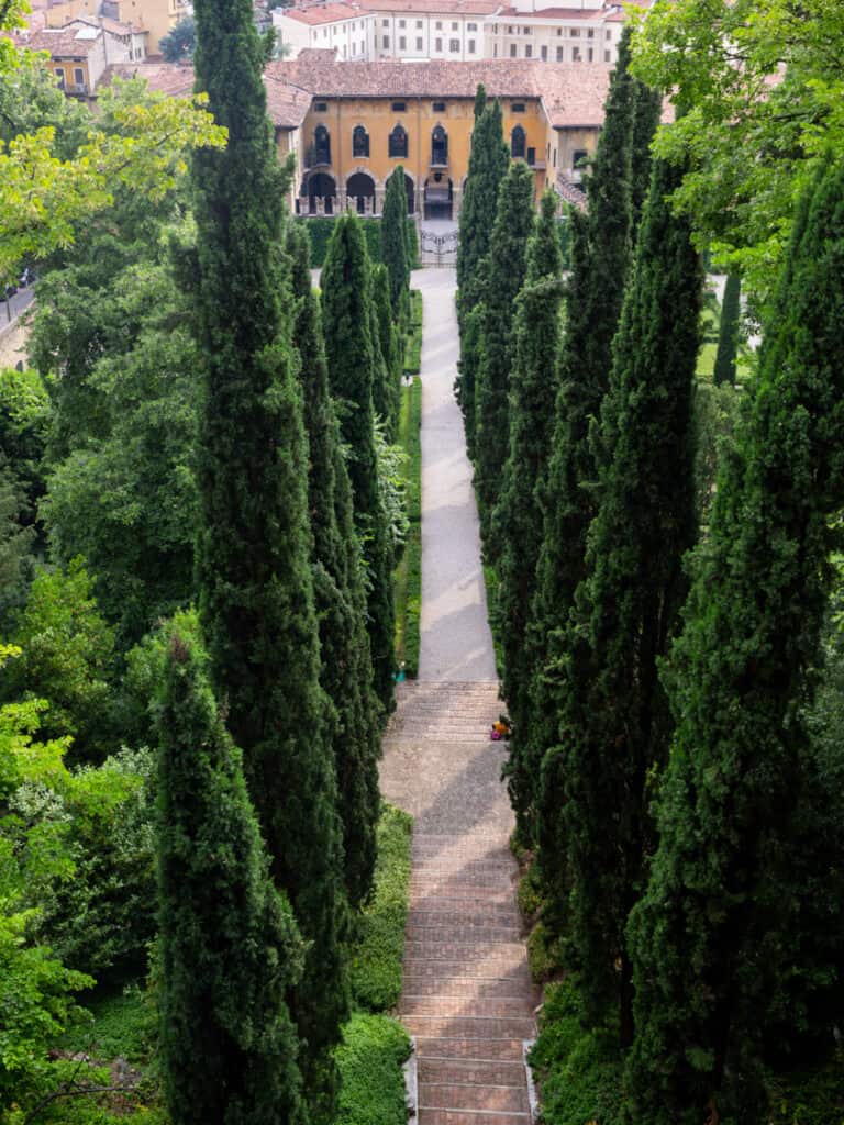 overlooking avenue of cypress trees