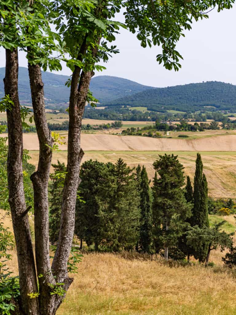 trees and countryside view