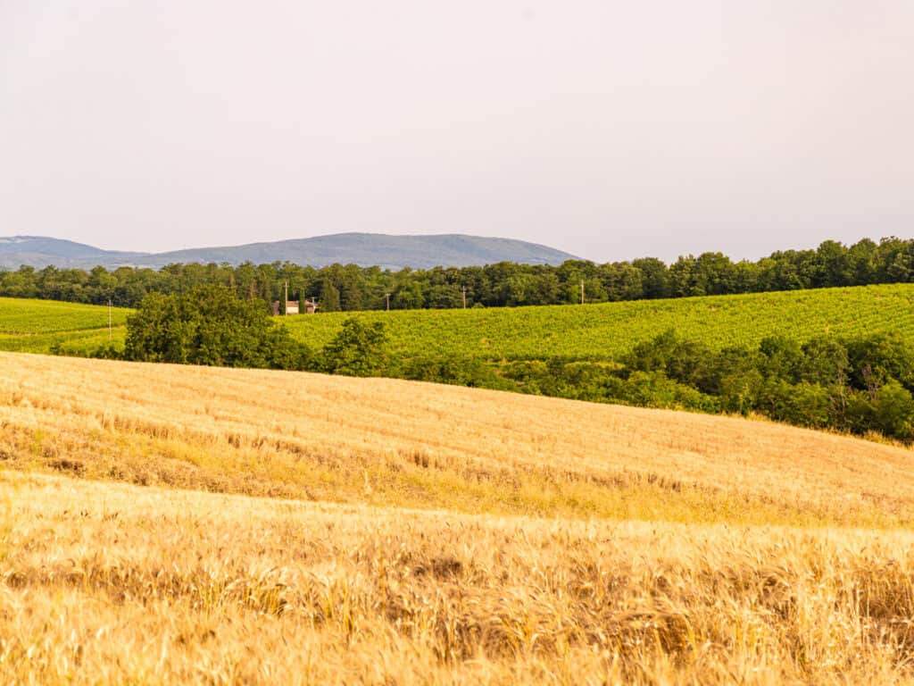 yellow grass and green rolling hills