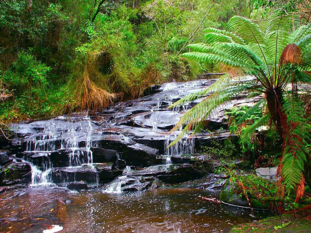 cascading river lined by ferns Angahook State Forest