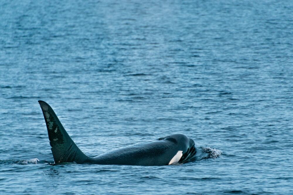 Orca Whale in Victoria BC