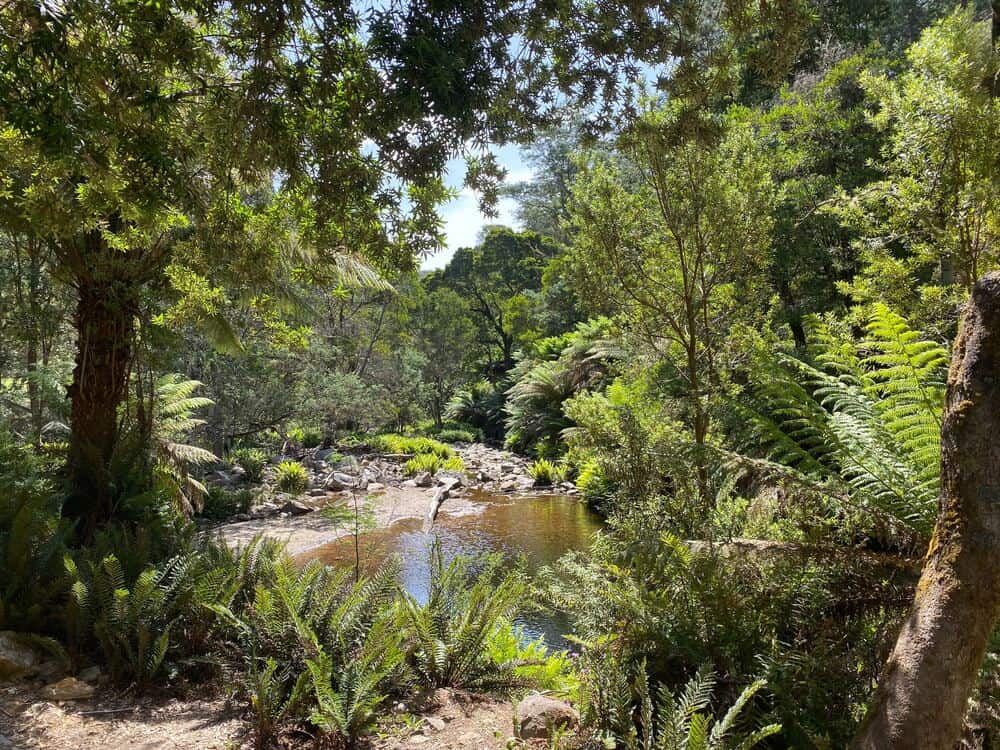 beatuiful forest views Ringarooma River Derby Tasmania