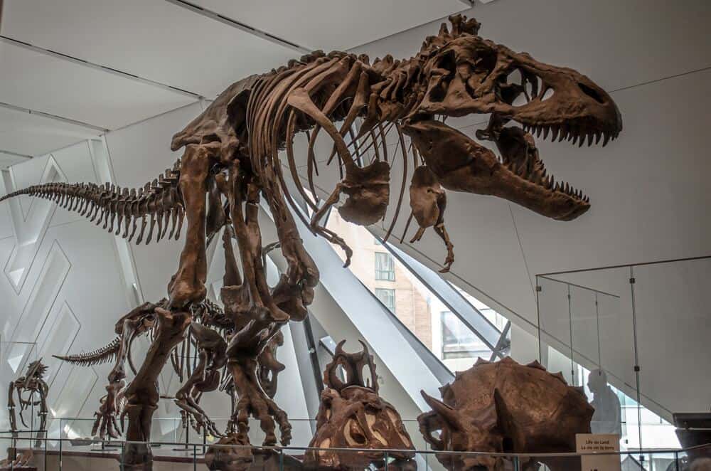 dinosaur on display at Royal Ontario Museum