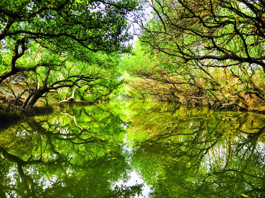 green canopy above river