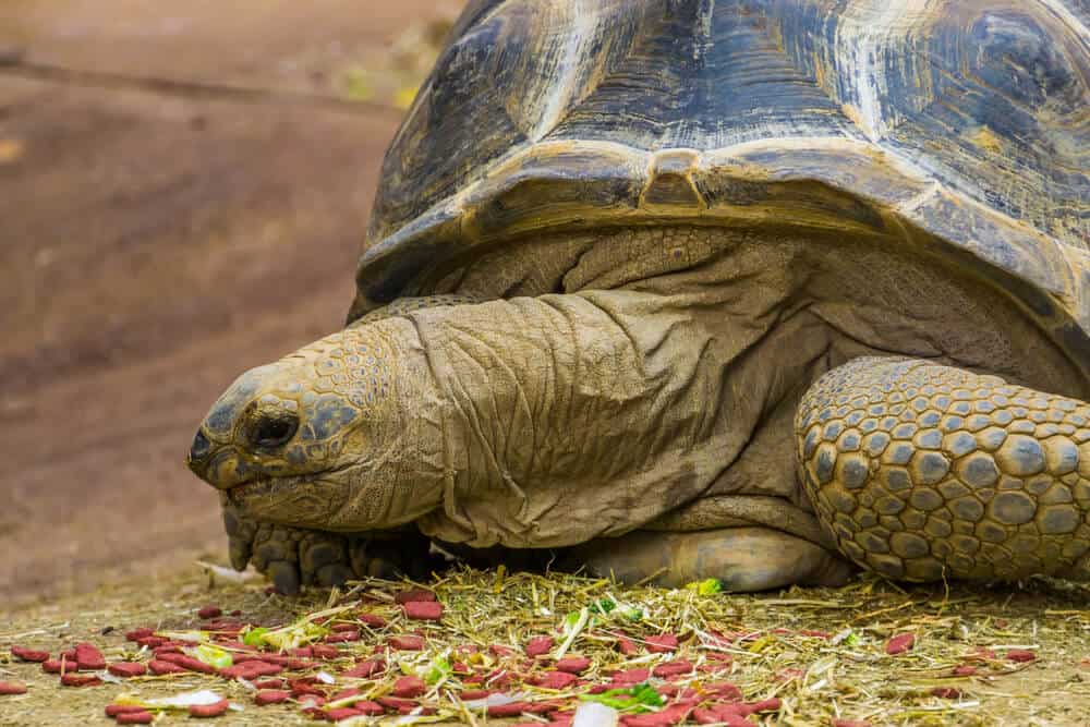 giant tortoise in the seychelles