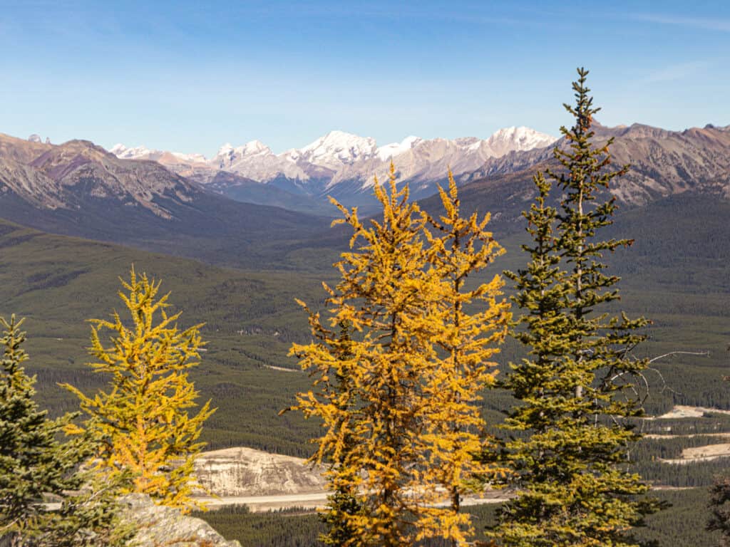 yellow larch trees in front of snow covered mountain peaks