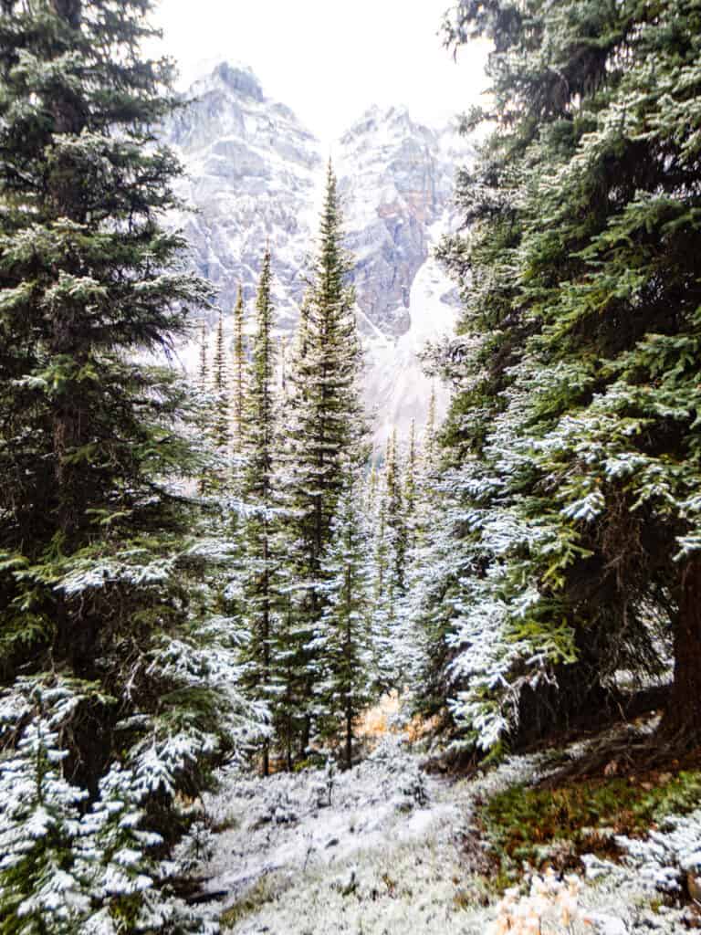 snow covered pine trees in forest