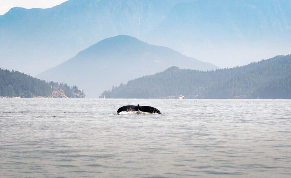 whale tail breaching out of water
