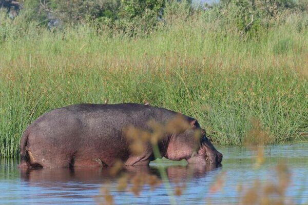 Moremi Game Reserve hippo