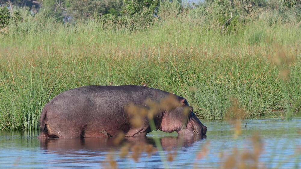Moremi Game Reserve hippo in water