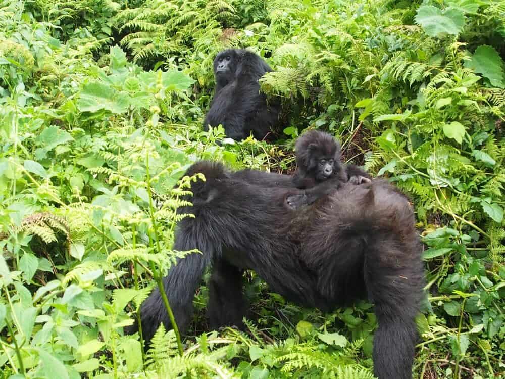 baby gorilla on mum back