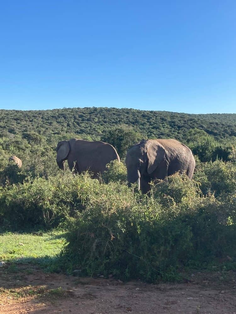elephants in the long grass