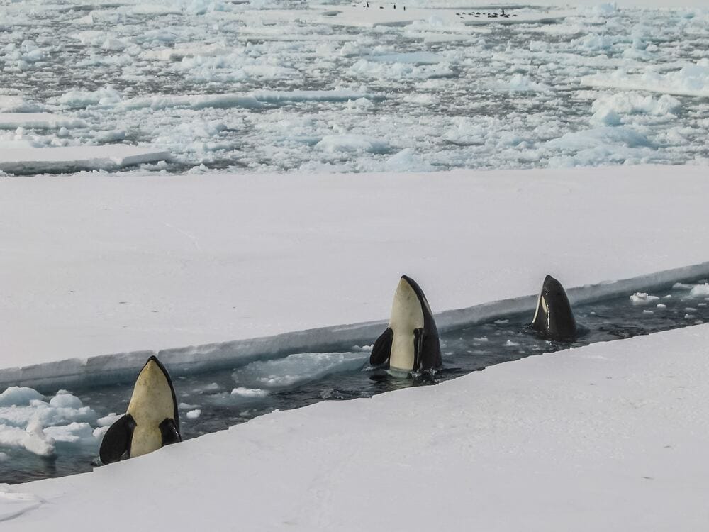 orcas in antarctica