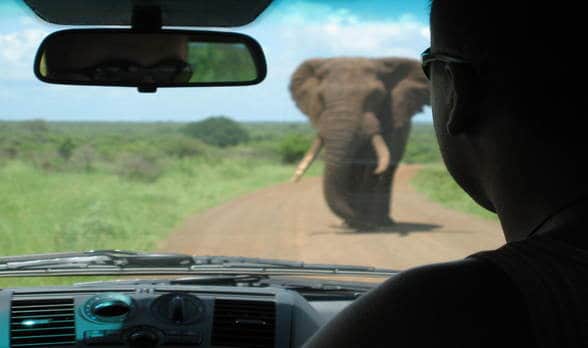 elephant in front view windshield of car
