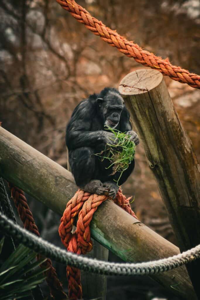 chimpanzee sitting on tree branch in zoo