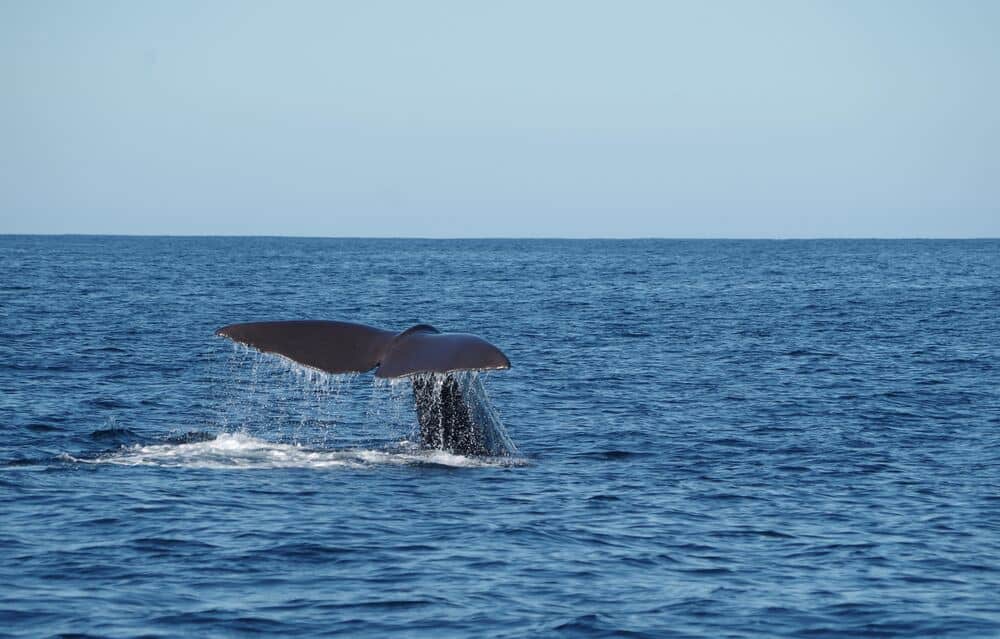Whale tail breach in Kaikoura 
