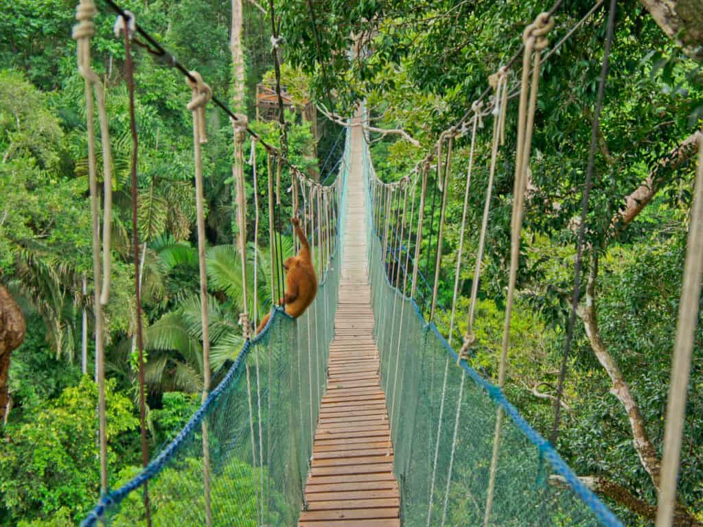 Amazon Basin Jungle, Suspended bridge between two big trees, 