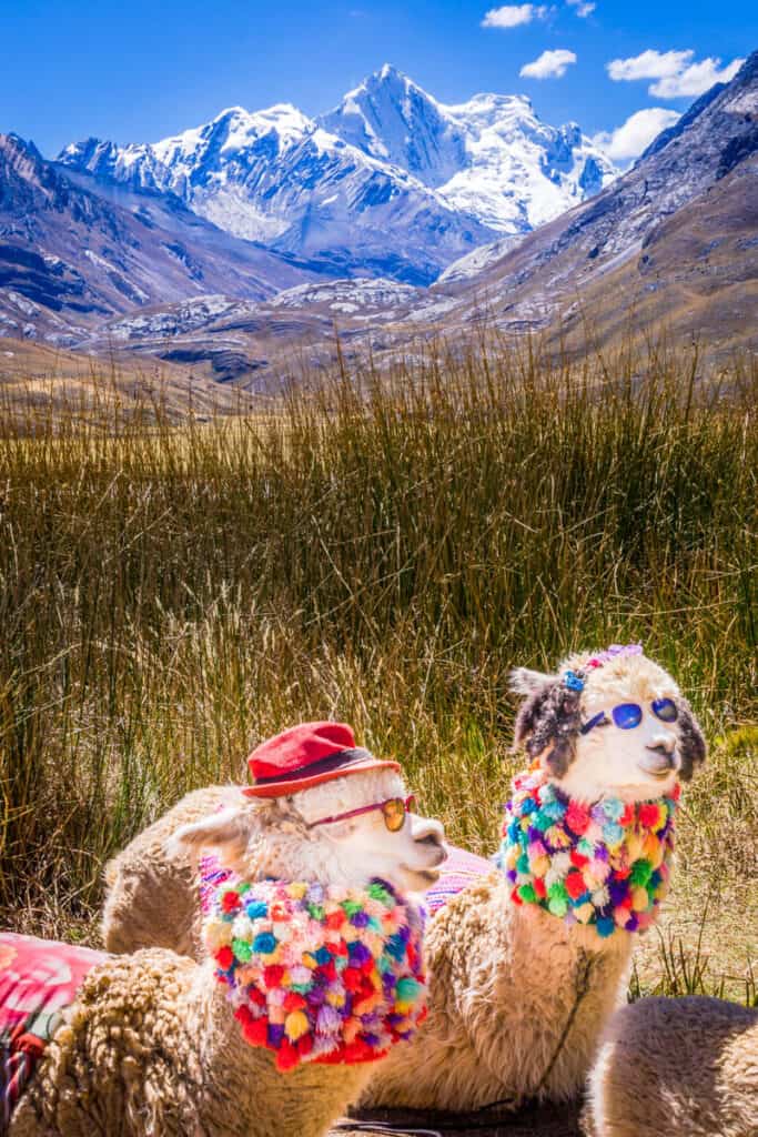 Cute and chic alpacas close up, Ancash peruvian Andes