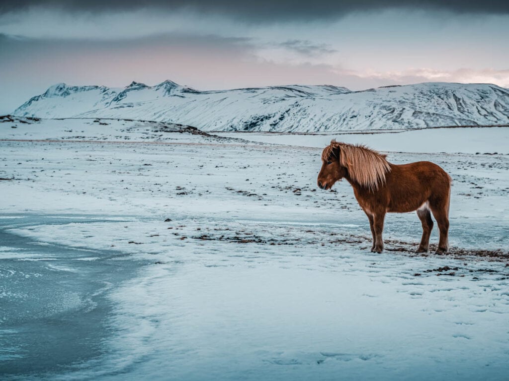 Brown Horse Standing Among Beautiful Snowy Mountains. 