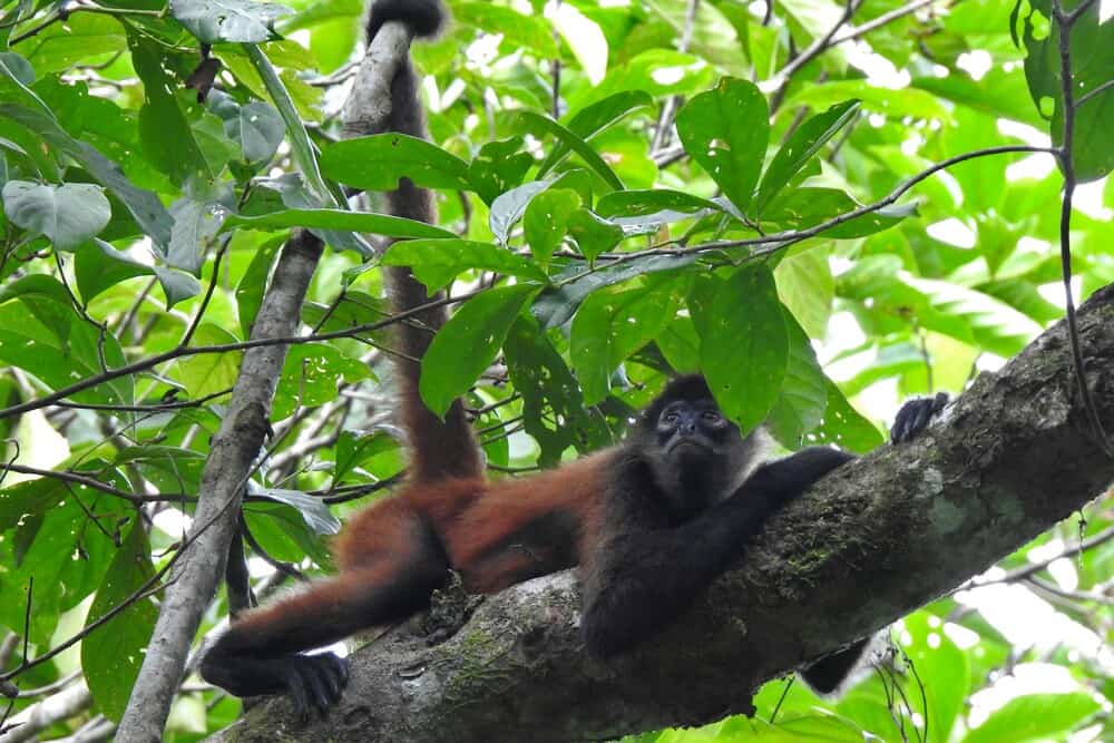 monkey in tree at Corcovado National Park