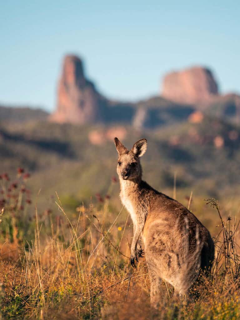 Kangaroo soaking up the morning sun at Warrumbungle National Park