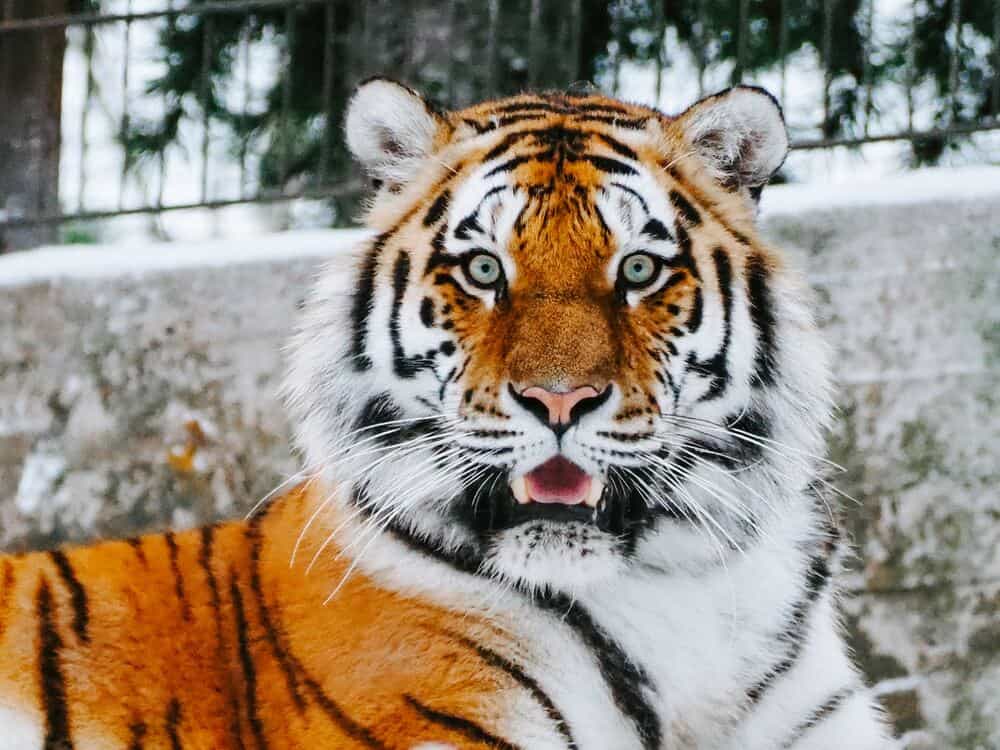 tiger at the Korkeasaari Zoo