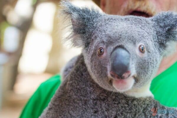 koala in someone's arms