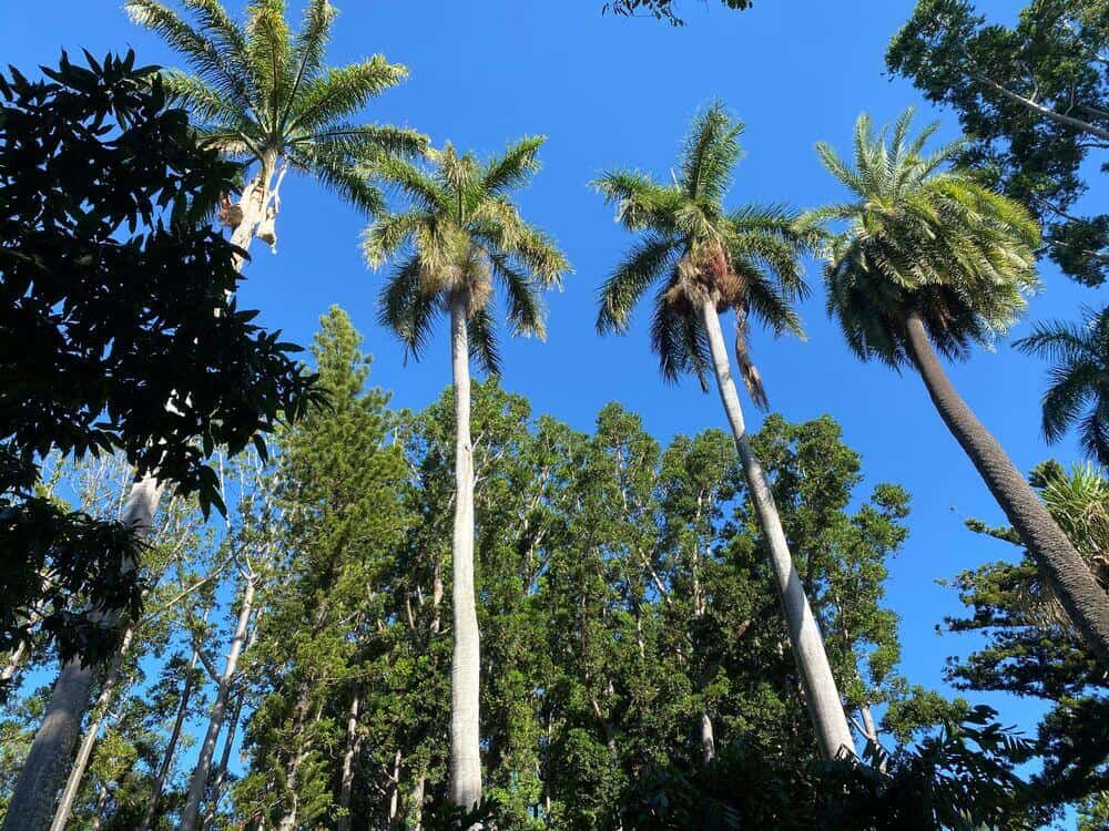 palm trees in Rockhampton Botanic Gardens