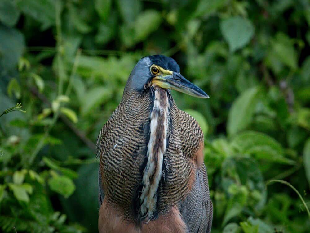 bird in Tortuguero National Park