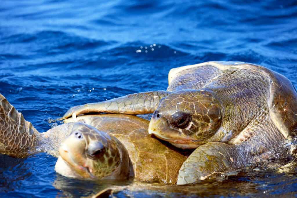olige ridley turtles mating in the sea
