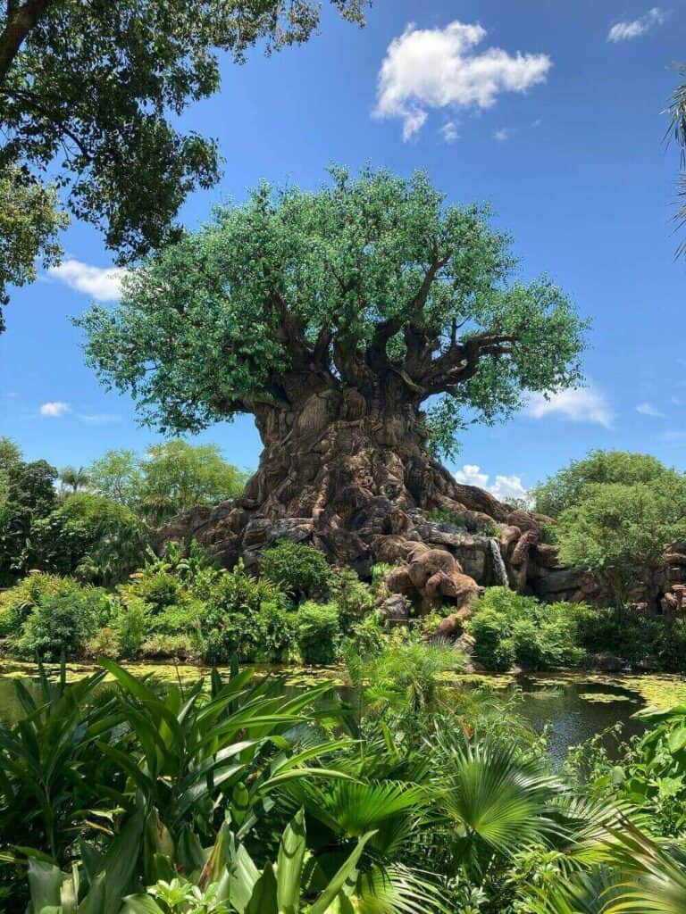 boab tree beside lagoon in Magic Kingdom