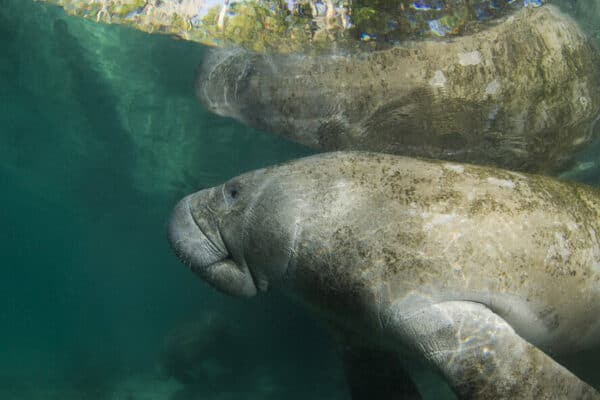 manatees under water