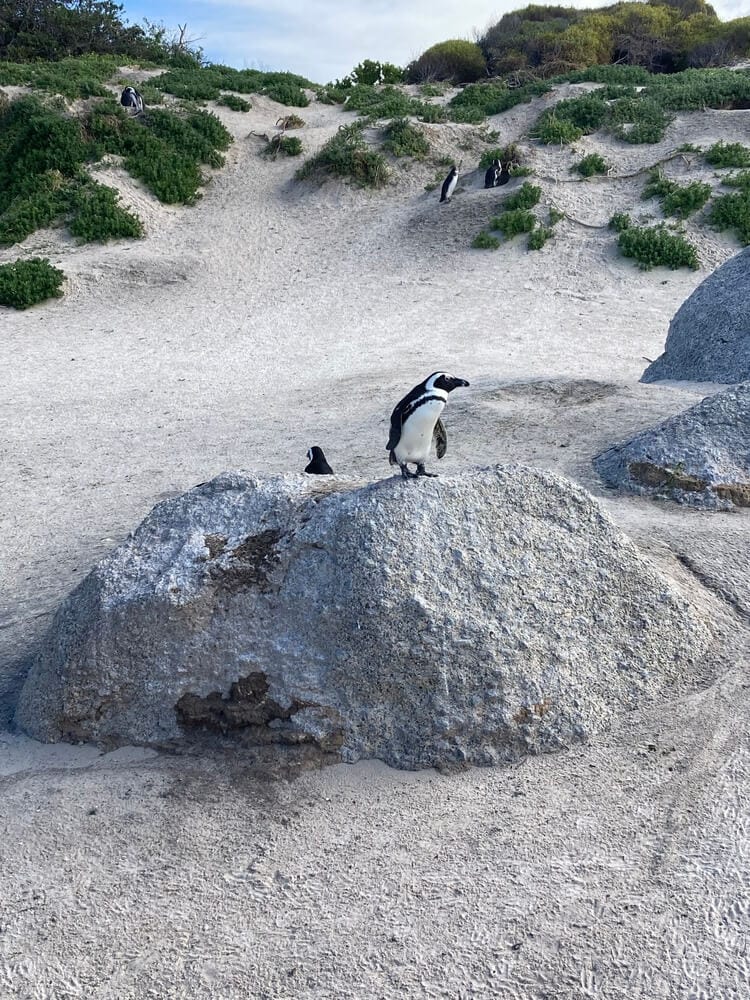 penguin at Boulders Beach