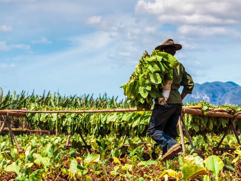 man working in Tobacco plantation in the Vinales valley, north of Cuba