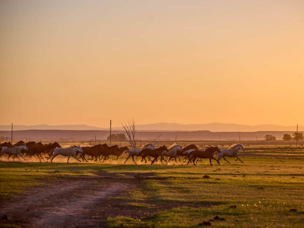 wild horses running across the plains at sunset