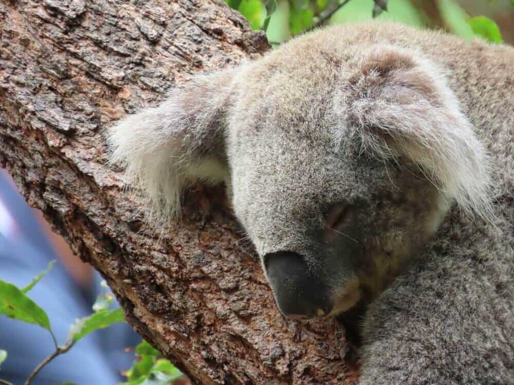 koala at WILD Life Sydney Zoo