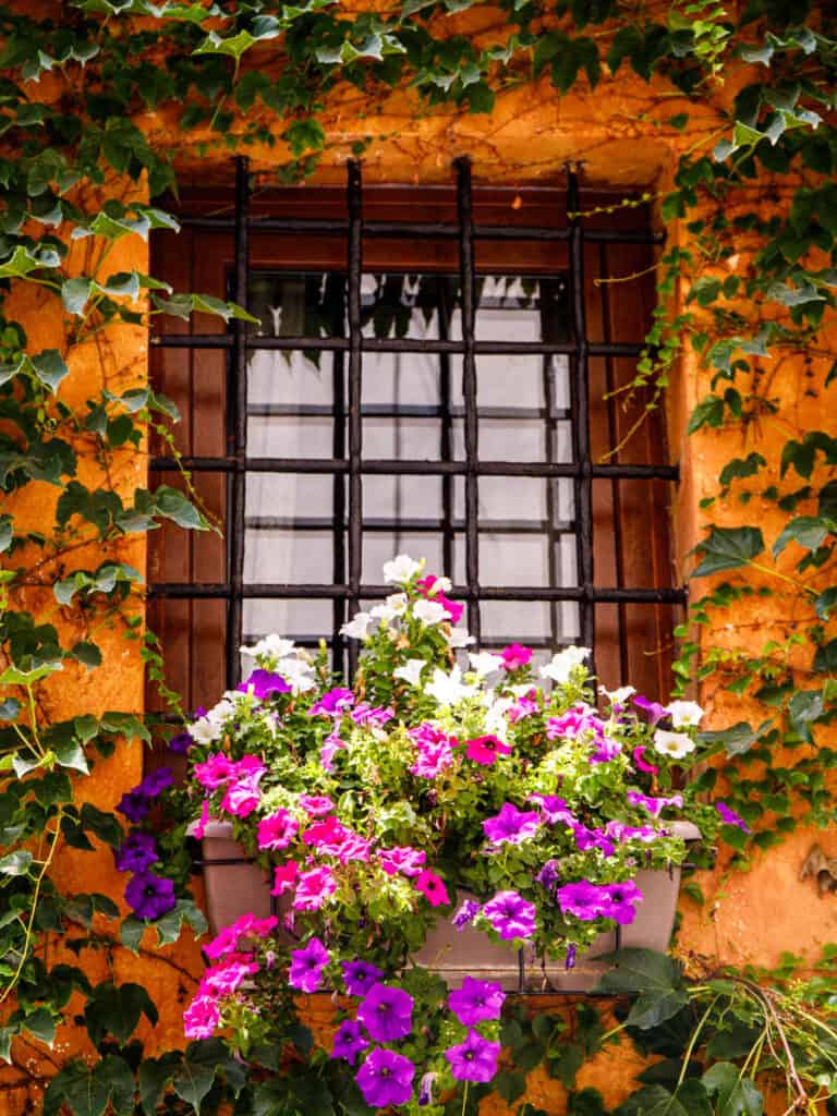 flowers on window in trastevere